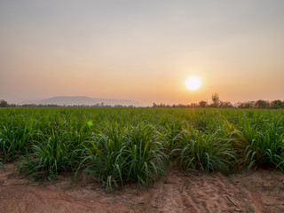 sugar farm field on sunset time