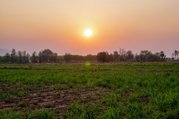 sugar farm field on sunset time