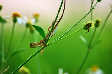 Green-venced Lizard (Calotes versicolor) in the wild with natural background