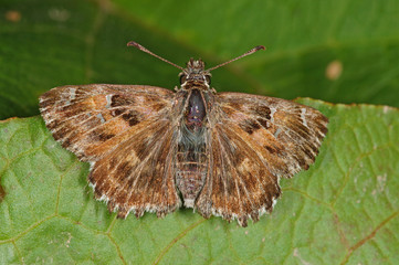 Carcharodus alceae (ESPER, [1780]) Malven-Dickkopffalter DE, RLP, Mosel, Kröv 30.08.2014
