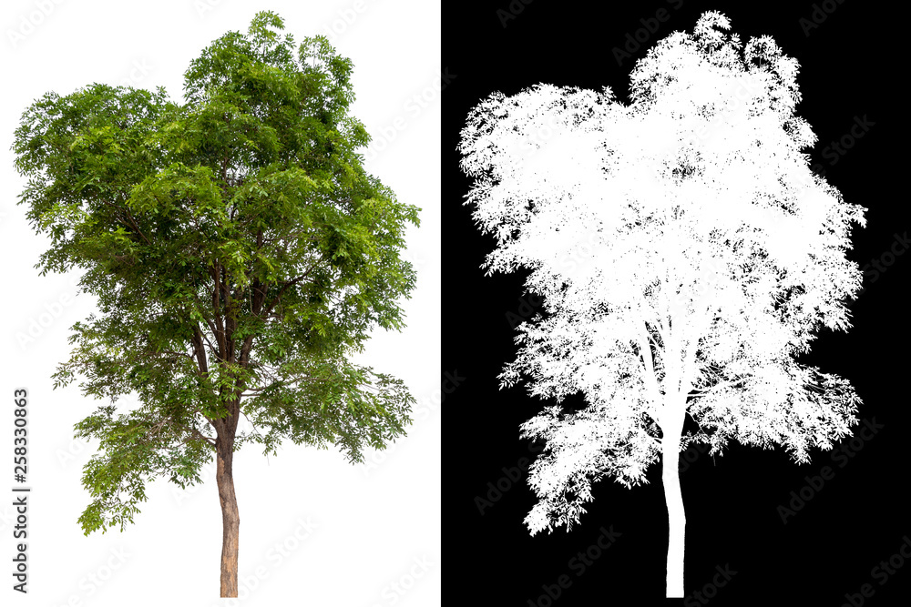 Poster isolated tree on white background