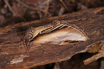 Pheosia tremula (CLERCK, 1759) Pappel-Zahnspinner DE, RLP, Mosel, Kröv 29.08.2014