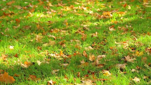 Fresh green grass covered with colorful bright fall orange leaves. Beautiful nature video background. Change of seasons in nature concept.  Full hd footage of summer grass and autumn golden foliage.