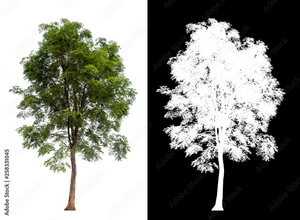 Wall mural isolated tree on white background