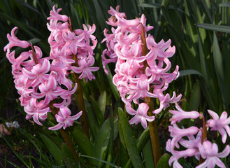 flowers hyacinth spring background pink violet