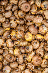 Close up of a bunch of Gladiolus bulbs ready to planted in a garden, natural background