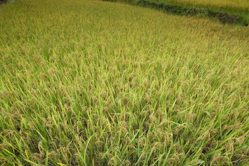 Amazing fields of rice Style of Agriculture in northern China 