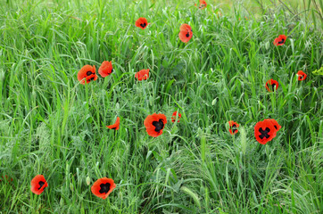 Field of bright red poppies in green grass.