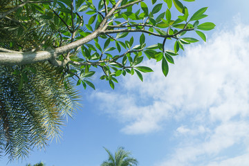 파란하늘 과 나뭇잎