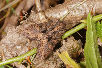 Mniotype satura ([DENIS & SCHIFFERMÜLLER], 1775) Dunkelbraune Waldrandeule DE, RLP, Mosel, Kröv 29.08.2014