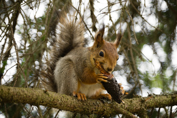 Naklejka na ściany i meble squirrel on a branch eating a cone