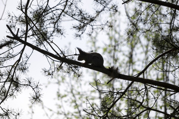 squirrel on a branch