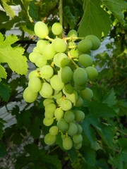 сад и огород