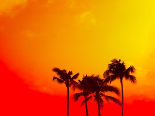 Obraz premium Palm tree silhouette on red and orange sky with copy space summer concept