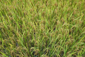 Amazing fields of rice Style of Agriculture in northern China 