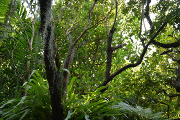 Fototapeta premium natural