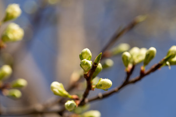 branch of a tree in spring