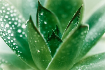 water drops on green leaf