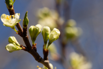 branch of a tree in spring