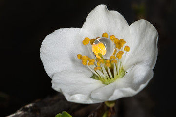 branch of a tree in spring
