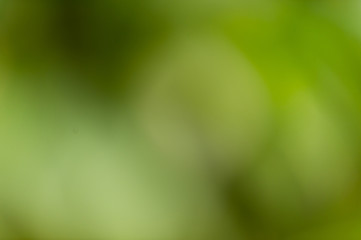 Green leaves background 