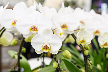 Close up white Phalaenopsis orchid flowers in full bloom