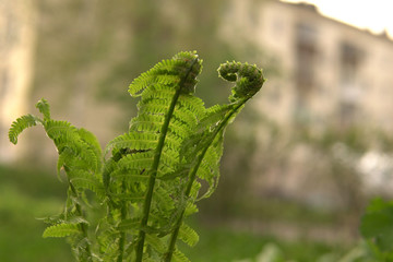 Young green shoots of ferns unfurling with new growth.