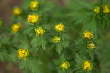 The yellow buds of the globeflower are ready to bloom.