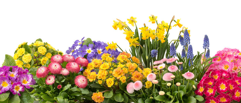 Fr&uuml;hlingsblumen