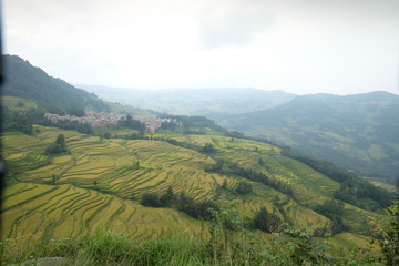 Amazing fields of rice Style of Agriculture in northern China 