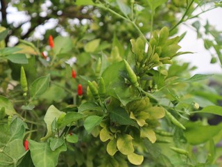 Red and green chili farm selective focus