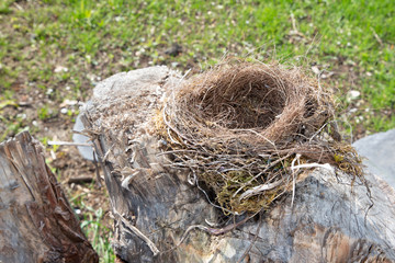 an empty bird nest in garden