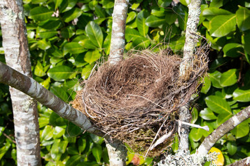 Naklejka na ściany i meble Nest wild bird in the spring garden