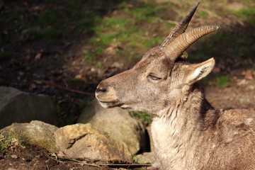 Alpine ibex 