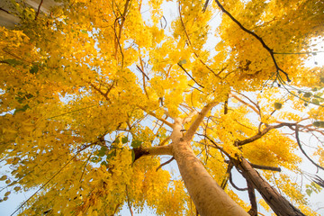 golden shower tree is Blossom in summer thailand