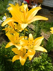 Obraz premium цветы