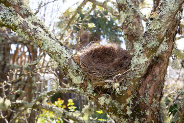 Empty nest on the branch tree garden