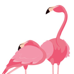 elegant flamingo birds couple