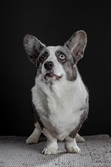 Beautiful grey corgi dog with different colored eyes closeup emotional portrait