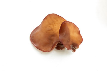 Fototapeta premium ear mushroom isolated on white background
