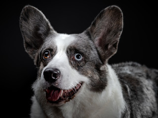 Naklejka na ściany i meble Beautiful grey corgi dog with different colored eyes closeup emotional portrait