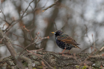 European starling sitting on tree