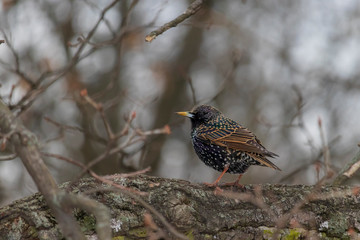 European starling sitting on tree