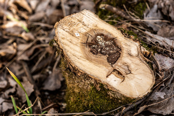 Cut down shrub, pruning down a tree, stump of a big shrub 