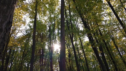Fototapeta premium trees in the forest