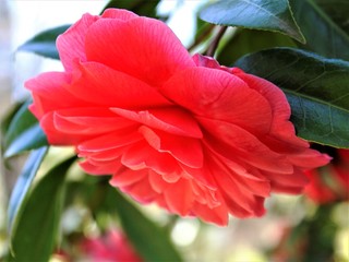 CAMELIA ROJA GRANDE, flor, naturaleza, rojo, rosa, huerta, fábrica, verde, florecer, 
