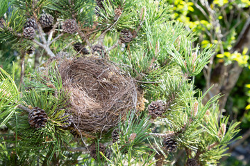 Bird Nest in nature on pine tree