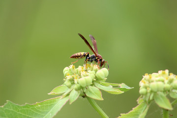 wasp pollinating flower