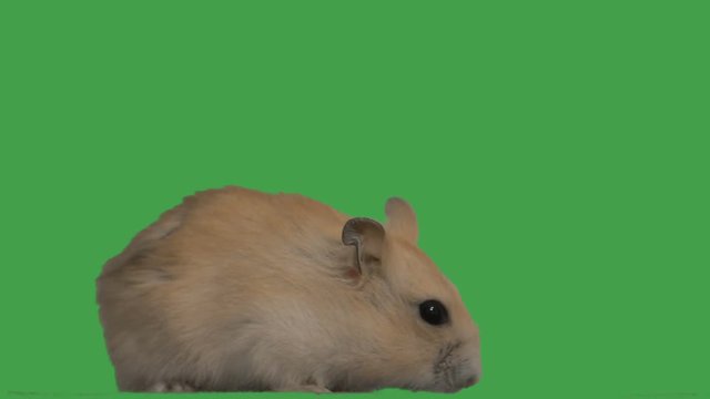 hamster eating on a green screen