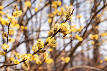 Honey Bee collecting pollen from Goat Willow, spring flowering, collecting honey. © greenoline